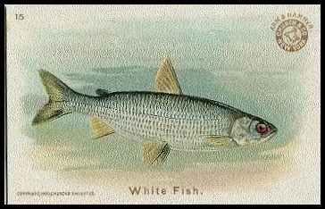 15 White Fish